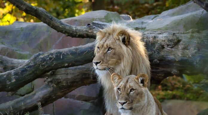 After 21 Loving Years, Lion Pair Were Euthanized Side by Side