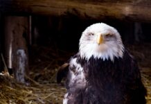This Huge Eagle Is So Big, People Think It’s a Man in a Suit