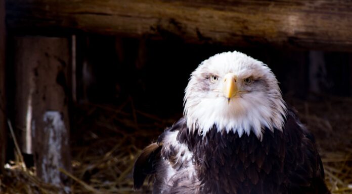 This Huge Eagle Is So Big, People Think It’s a Man in a Suit