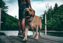 Heroic Man Dives into Icy Waters to Save a Dog in Danger