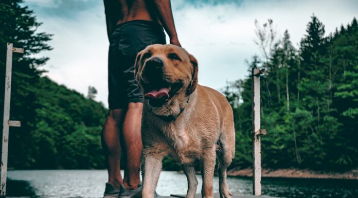 Heroic Man Dives into Icy Waters to Save a Dog in Danger