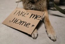 The Shelter Dog Who Came Back with All He Owned: His Bed and Toys