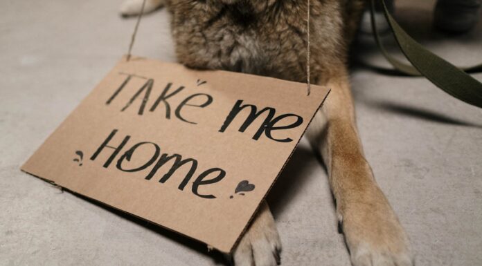 The Shelter Dog Who Came Back with All He Owned: His Bed and Toys