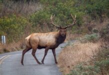 A Highway Overpass for Animals? Utah’s I-80 Makes It Work!