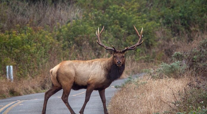 A Highway Overpass for Animals? Utah’s I-80 Makes It Work!
