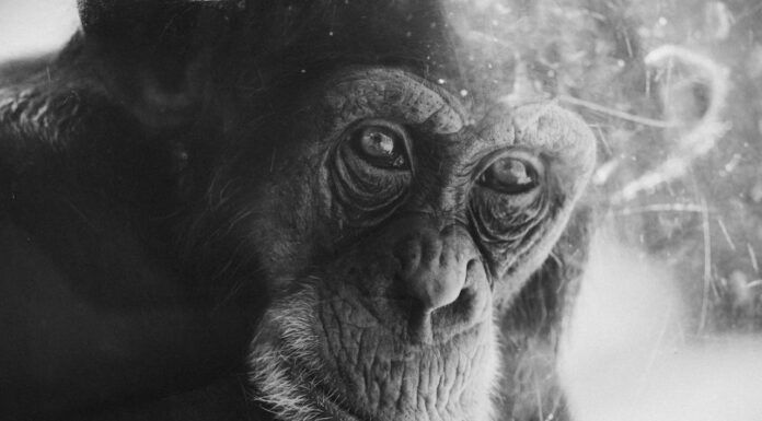 Man Saves Drowning Chimpanzee As Zoo Staff Watches From Afar