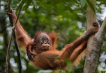 When the Zoo’s Quiet, Orangutans and Otters Share a Beautiful Friendship!