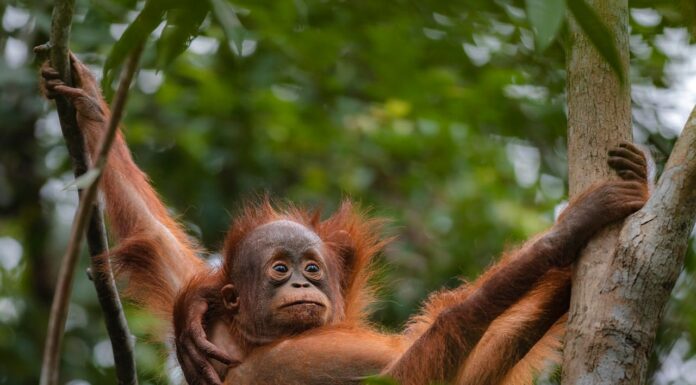 When the Zoo’s Quiet, Orangutans and Otters Share a Beautiful Friendship!