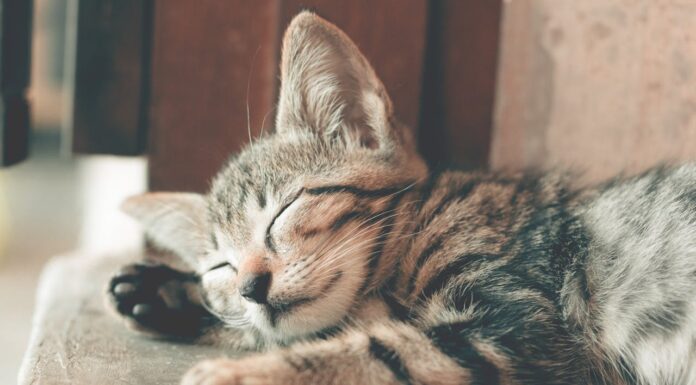 Meet the Cat with a Split Face Who Just Had Kittens – in His Colors!