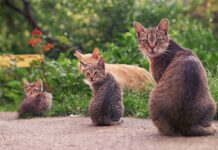 These Pets Live Lives Packed With More Fun Than Most of Us