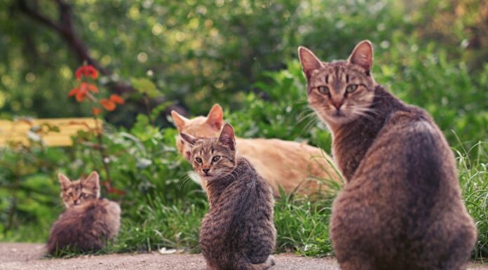 These Pets Live Lives Packed With More Fun Than Most of Us