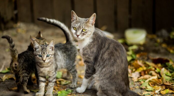 7 Cats Who Don’t Need DNA Tests to Prove They’re Family