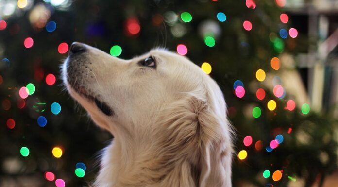 35 Dogs Choosing Their Own Christmas Gifts Will Melt Your Heart