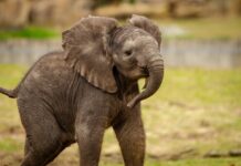 Little Elephant Tries Hiding Behind a Post After Getting Caught with Sugarcanes