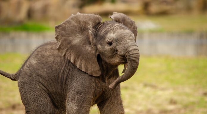 Little Elephant Tries Hiding Behind a Post After Getting Caught with Sugarcanes