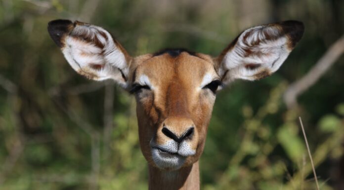 11 Moving Photos That Show Animals Are Just Made of Love