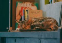 This Lady’s Cat Joins Her in Class Since It Can’t Be Left Alone