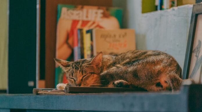 This Lady’s Cat Joins Her in Class Since It Can’t Be Left Alone