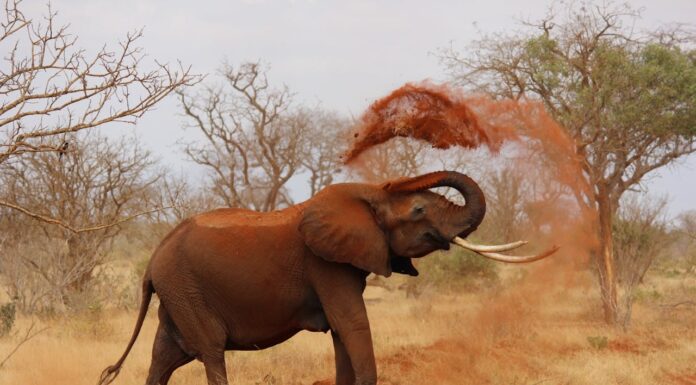 The Unsung Heroes: Zimbabwean Women Who Save Elephants from Poachers