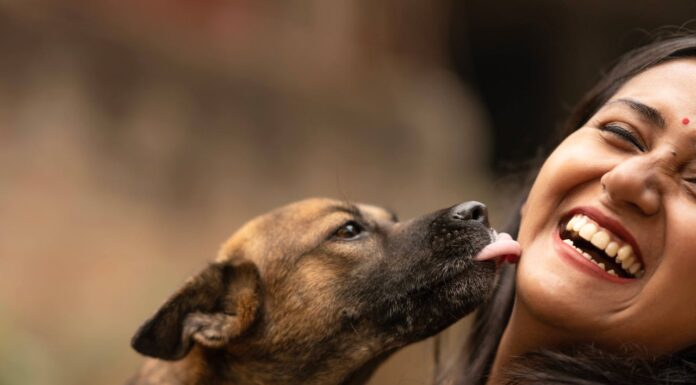 Meet the Stray Dog Who Landed a Job at Hyundai