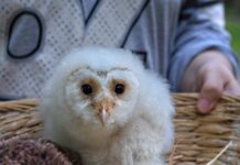 Baby Owls Sleep Face-Down Because Their Heads Are Too Heavy!