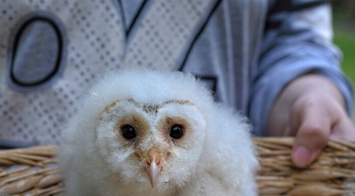 Baby Owls Sleep Face-Down Because Their Heads Are Too Heavy!