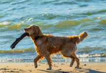 Proud Dog Shows Dad His Amazing Stick Collection