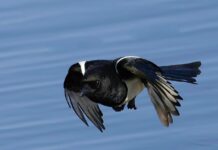 Smart Machine Gives Magpies Food When They Bring Garbage