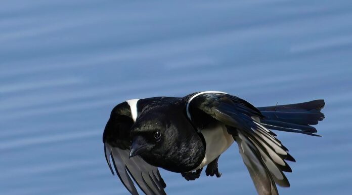 Smart Machine Gives Magpies Food When They Bring Garbage
