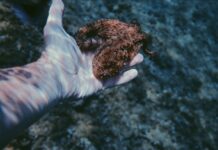 Divers Help Baby Octopus Swap Plastic Cup for a Real Shell Home