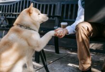 Loyal Dog Refuses to Leave Injured Owner’s Side Until Help Arrives