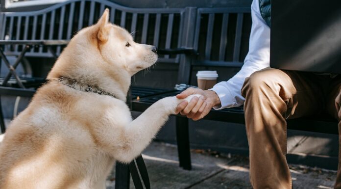 Loyal Dog Refuses to Leave Injured Owner’s Side Until Help Arrives