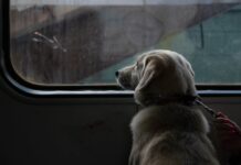 Meet the Stray Dog Who Commutes Better Than Most Humans