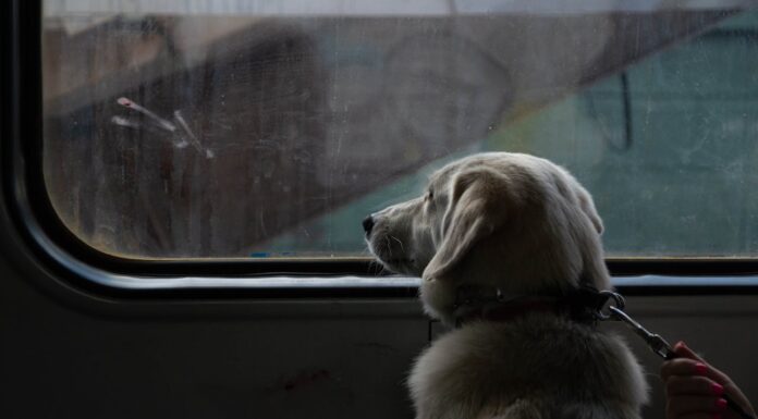 Meet the Stray Dog Who Commutes Better Than Most Humans