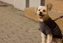 450+ Sweaters and Blankets: How One Woman Helped Winterize Shelter Dogs