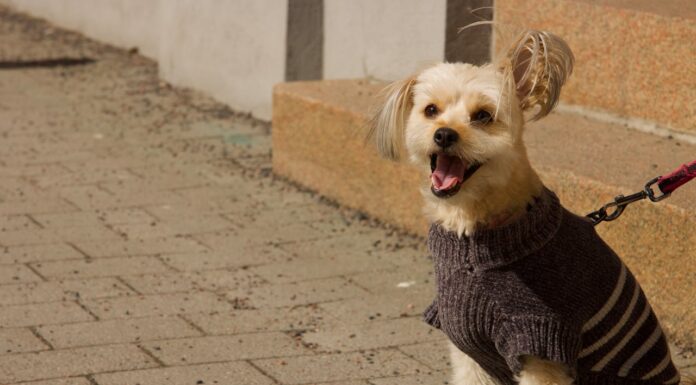 450+ Sweaters and Blankets: How One Woman Helped Winterize Shelter Dogs