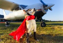 A Lost Dog Came Back to His Family with a Note Calling Him a Hero