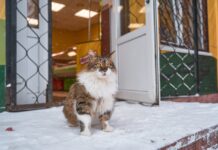On a Snowy Day, a Stray Cat Knocks at the Fire Station Door