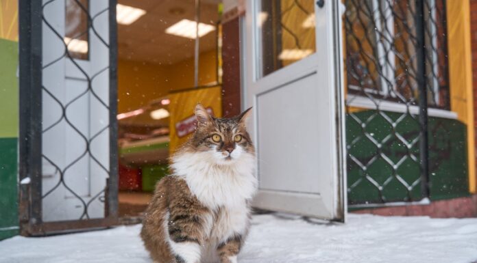 On a Snowy Day, a Stray Cat Knocks at the Fire Station Door