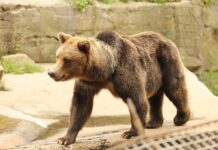 17 Bears Taste Freedom After Years of Captivity—And It’s Beautiful