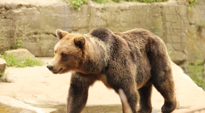17 Bears Taste Freedom After Years of Captivity—And It’s Beautiful