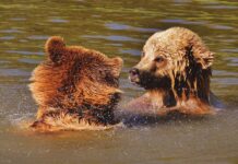 Quick-Thinking Fishermen Pull Drowning Bear Cubs to Safety