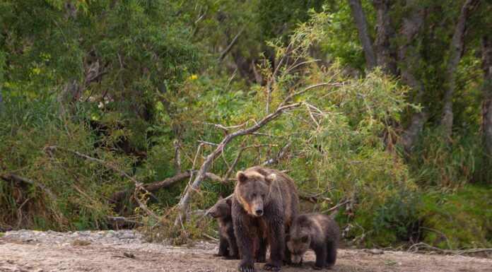 Watch a Momma Bear’s Heartwarming Introduction of Her Cubs to a Human!