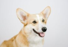 Ever Wonder What Happens When Corgis Mix with Other Dogs?