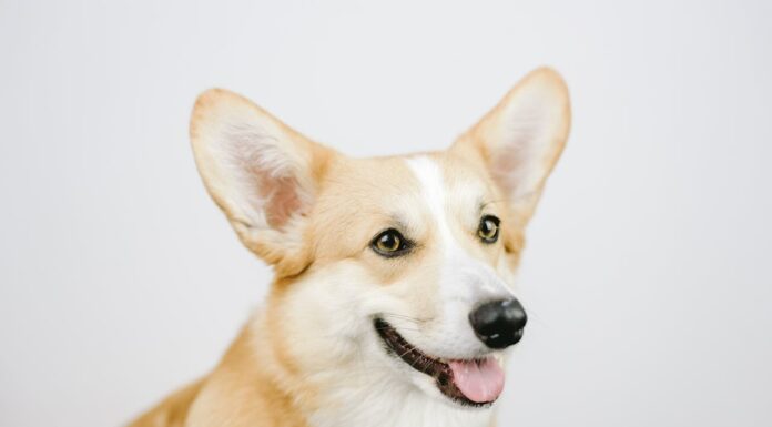 Ever Wonder What Happens When Corgis Mix with Other Dogs?