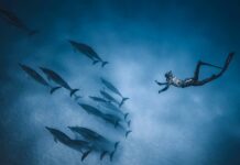 How Dolphins Became This Man’s Lifesavers
