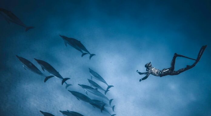 How Dolphins Became This Man’s Lifesavers