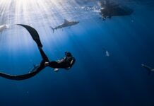 7-Year Bond: Diver Shares Hugs with a Friendly Shark!