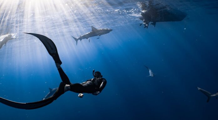 7-Year Bond: Diver Shares Hugs with a Friendly Shark!