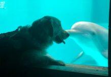 Dolphin and Dog’s 8-Year Bond Goes Viral After Sharing a Sweet Kiss